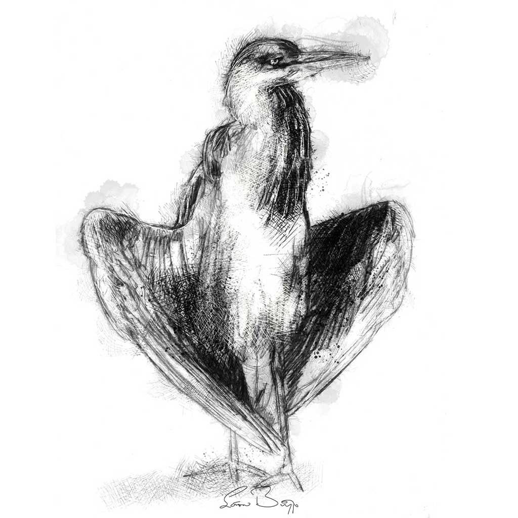 Heron standing