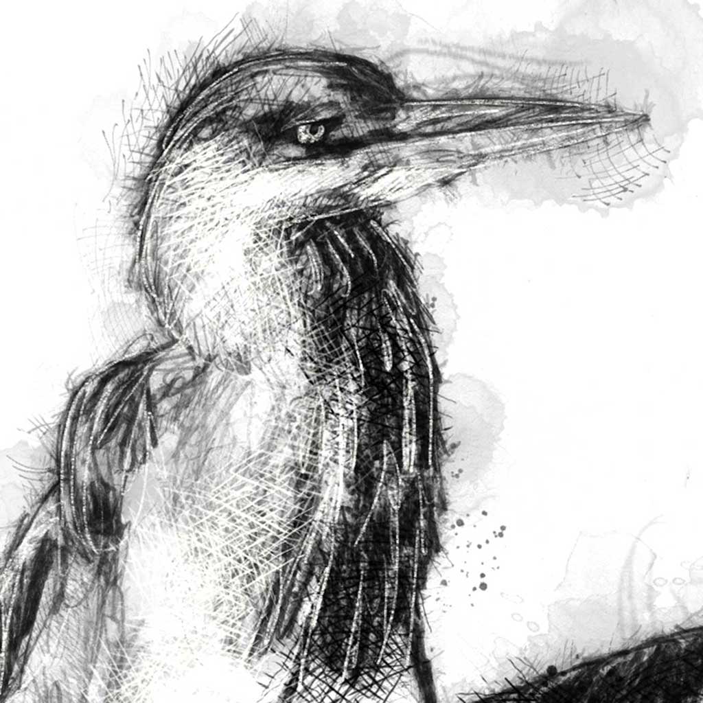Heron standing