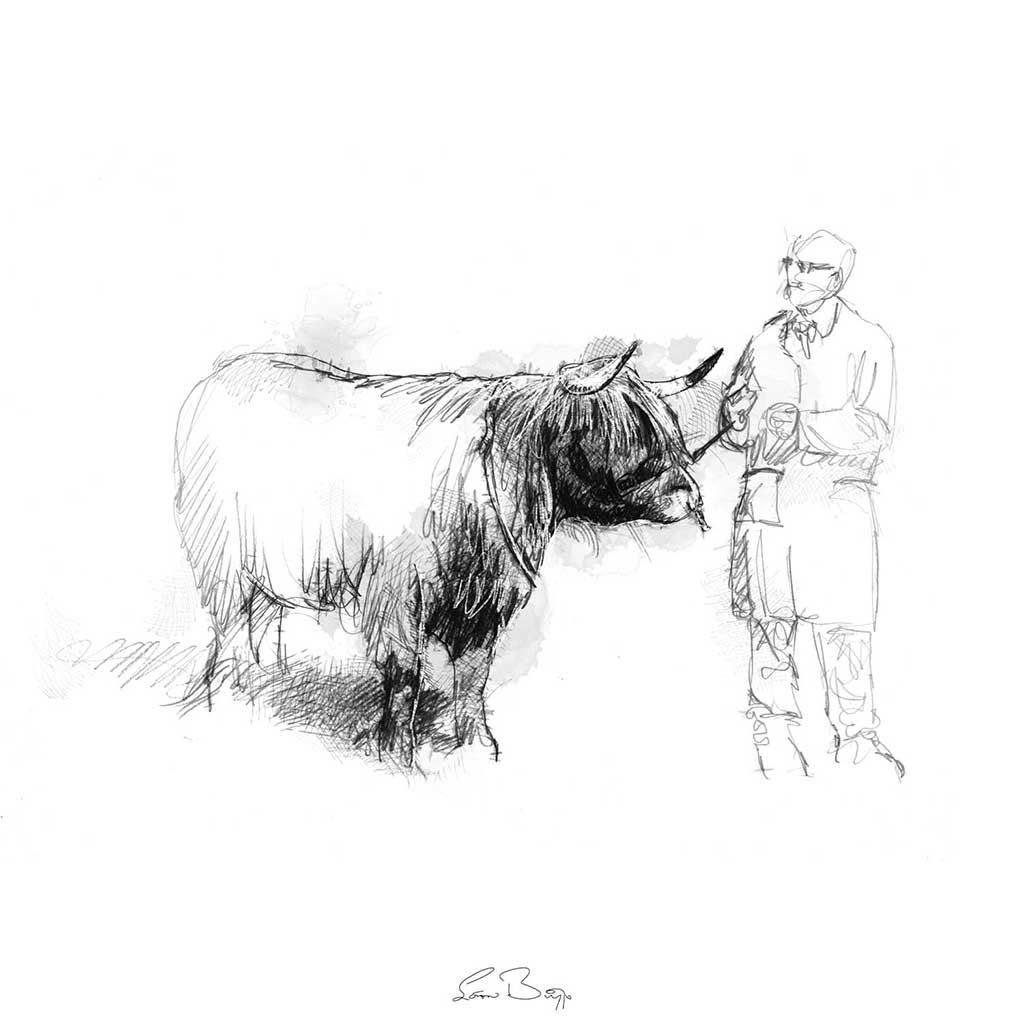 Highland cattle judging