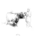 Highland cattle judging