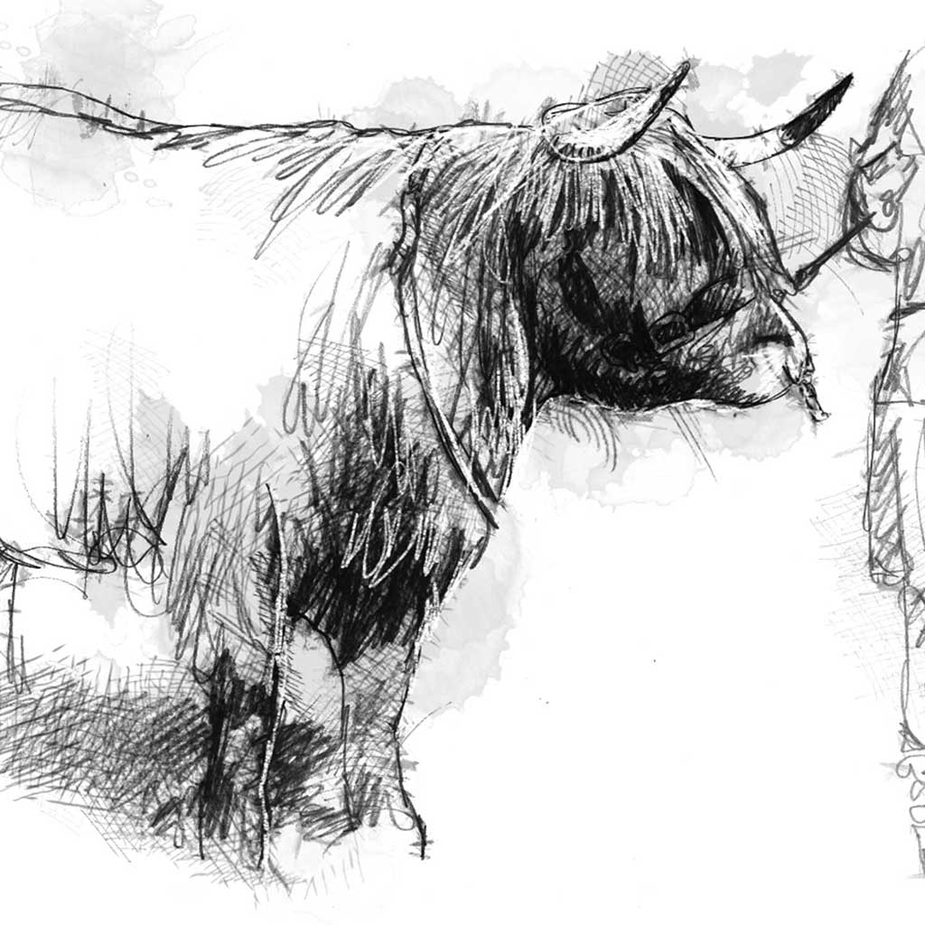 Highland cattle judging