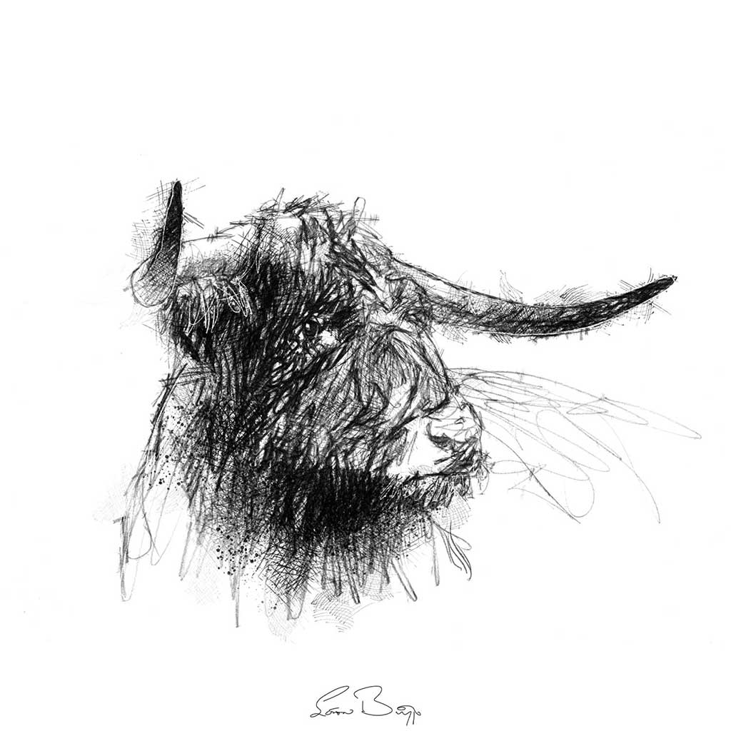 Highland cow