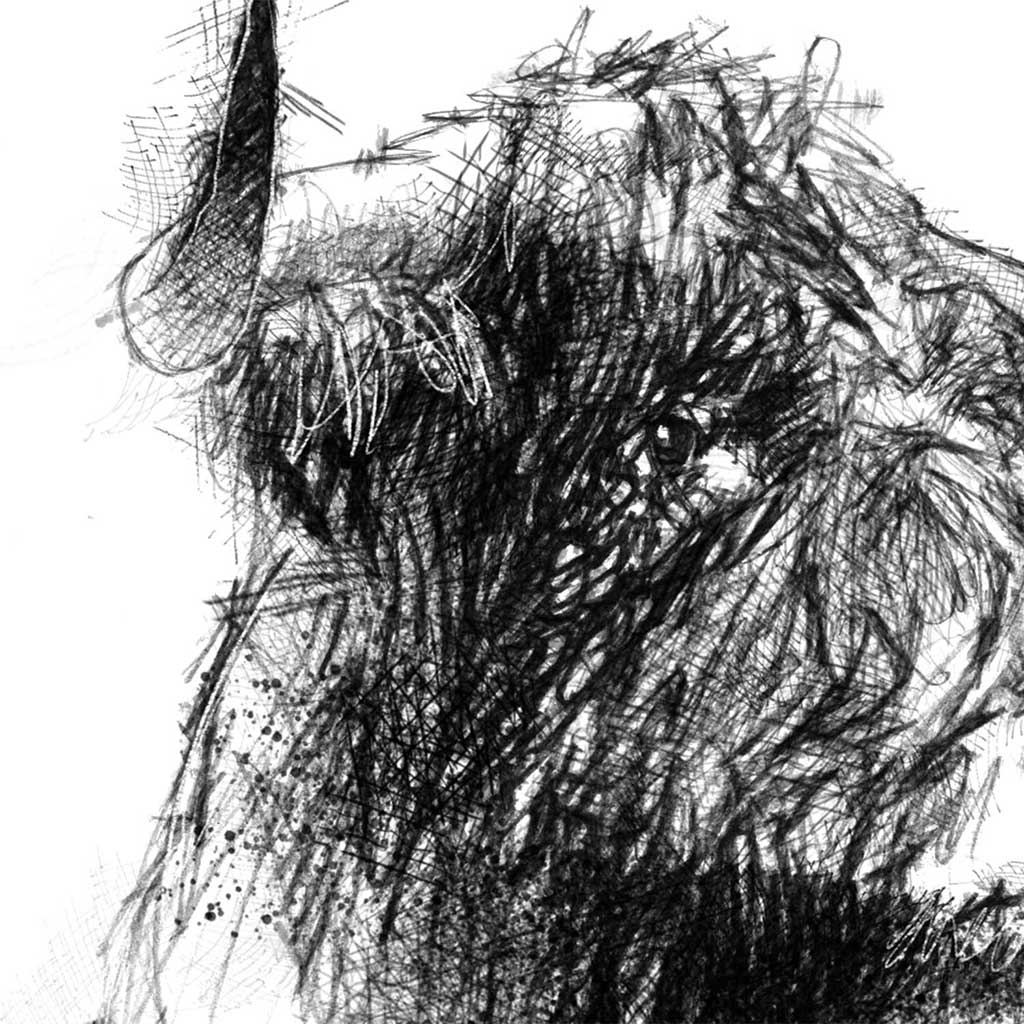 Highland cow