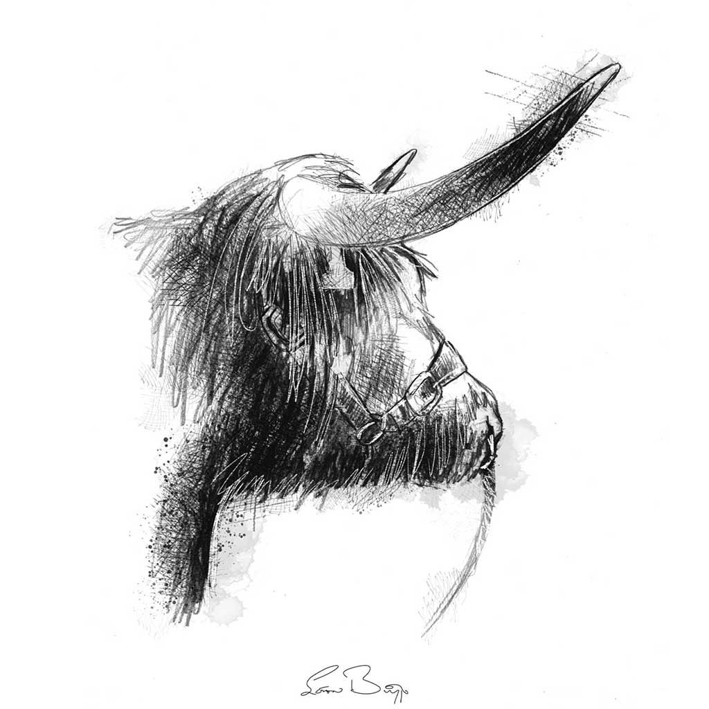Highland bull show