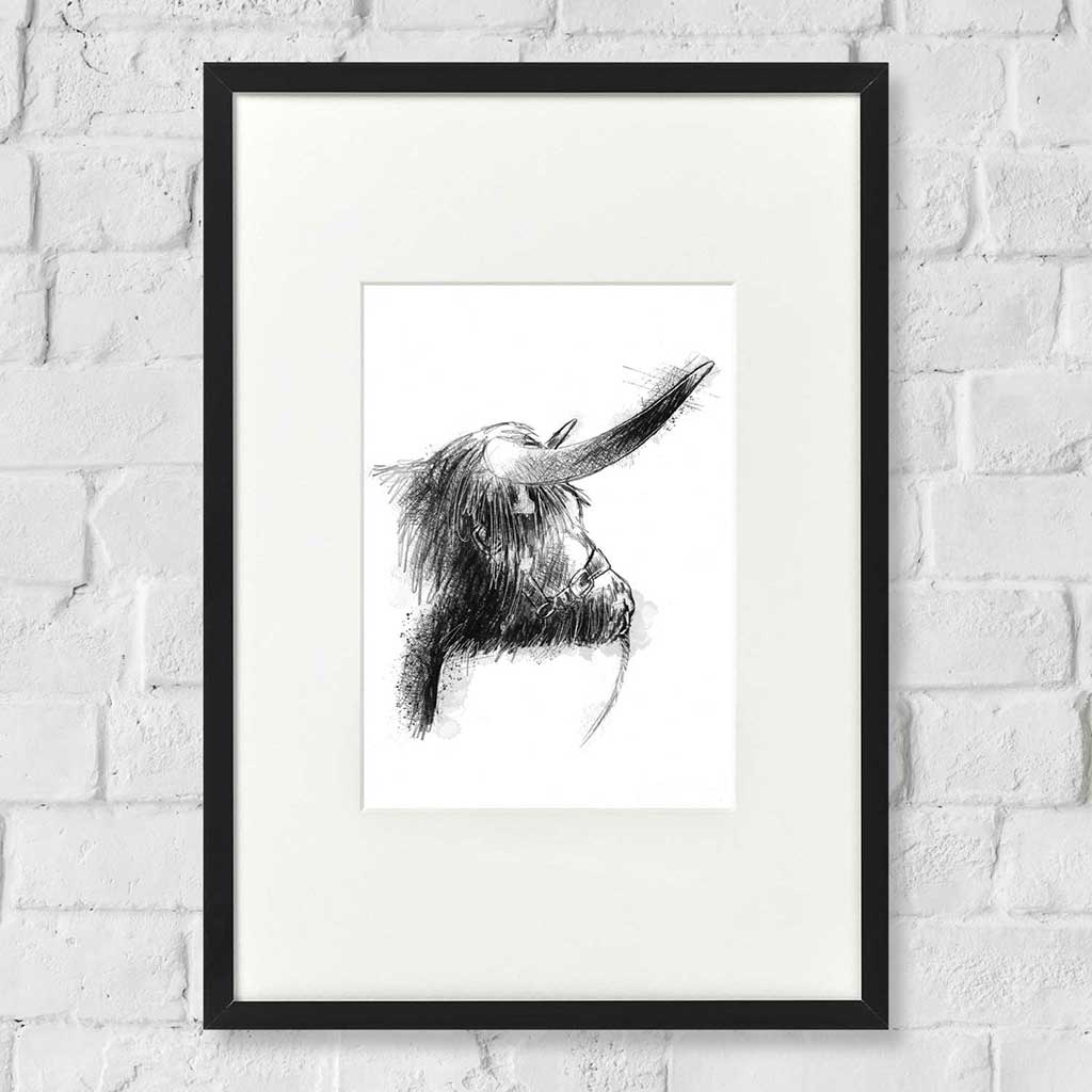 Highland bull show