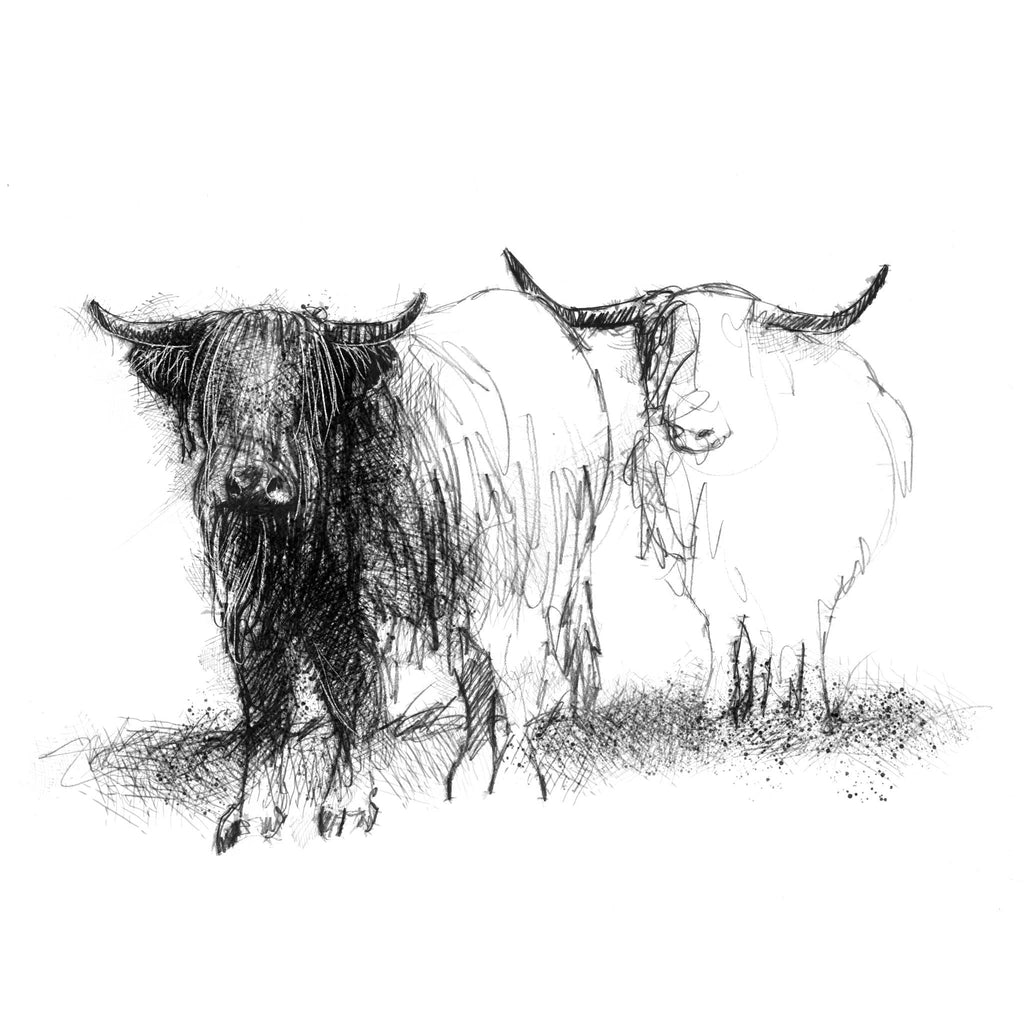 Black and white sketch of two long-haired cattle on a white background