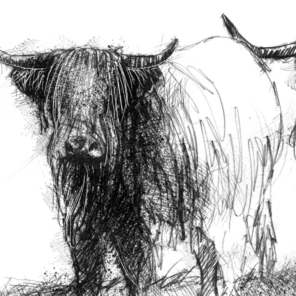 Highland cattle - BW Sketch