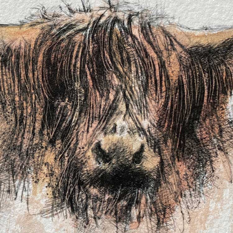 Highland cow mini sketch