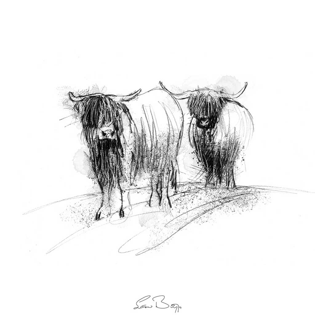 Highland cows