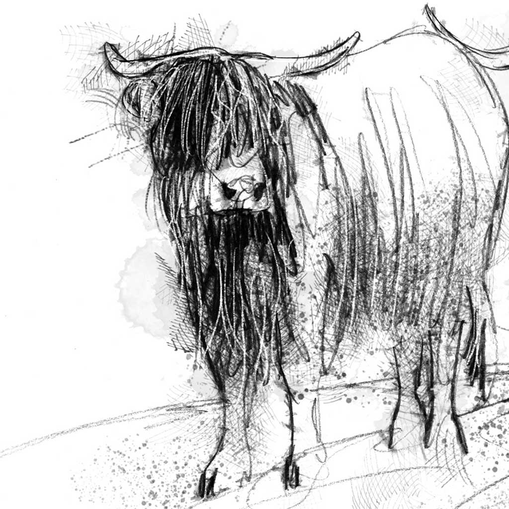 Highland cows