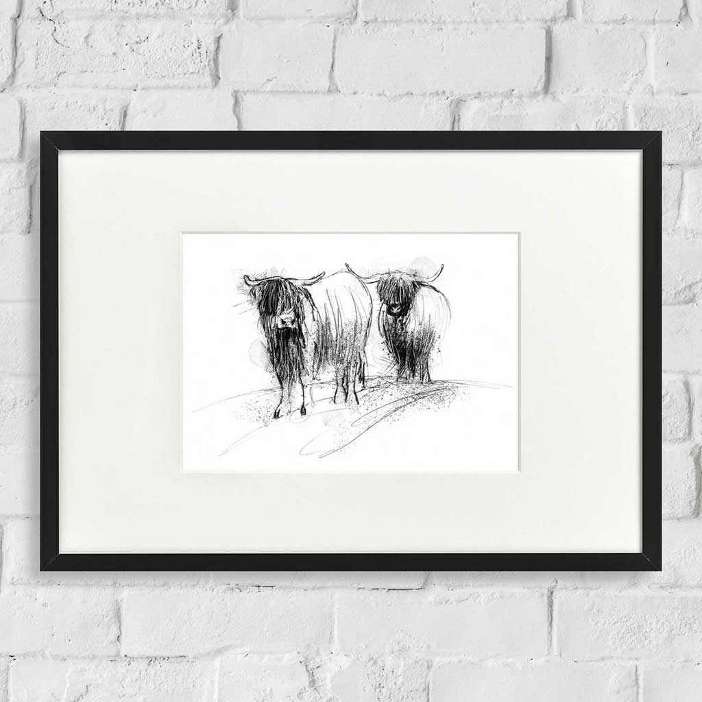 Highland cows