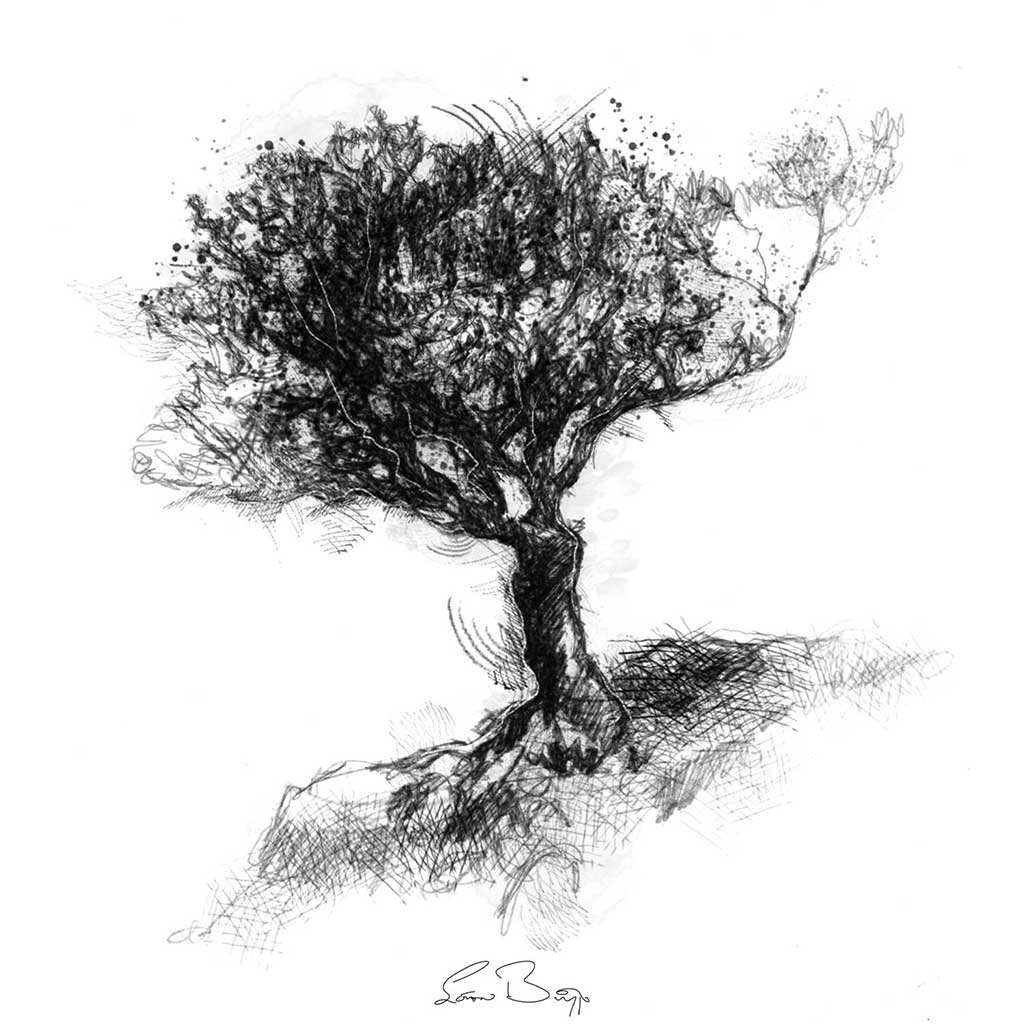 Holly tree