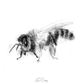 Honey bee