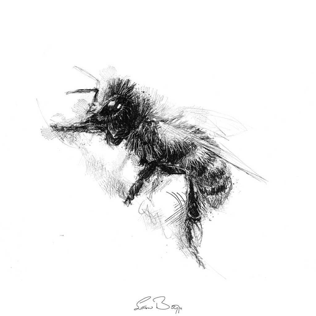 Honey bee