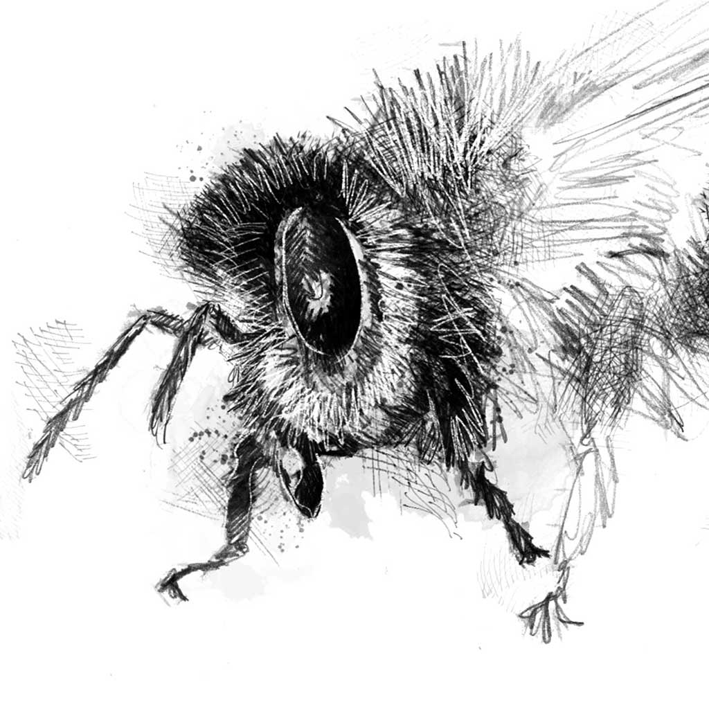 Honey bee