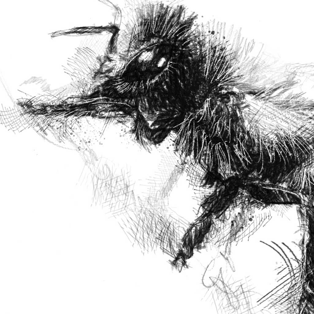 Honey bee