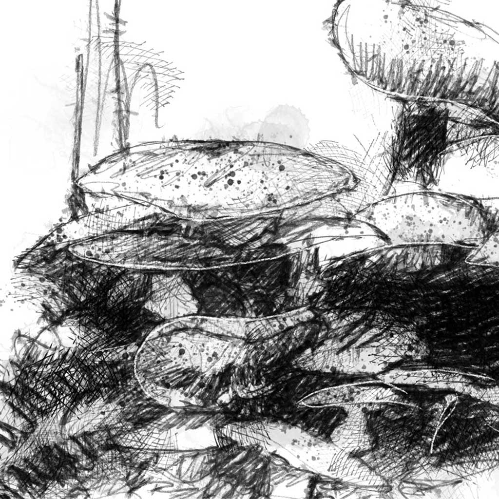 Honey fungus