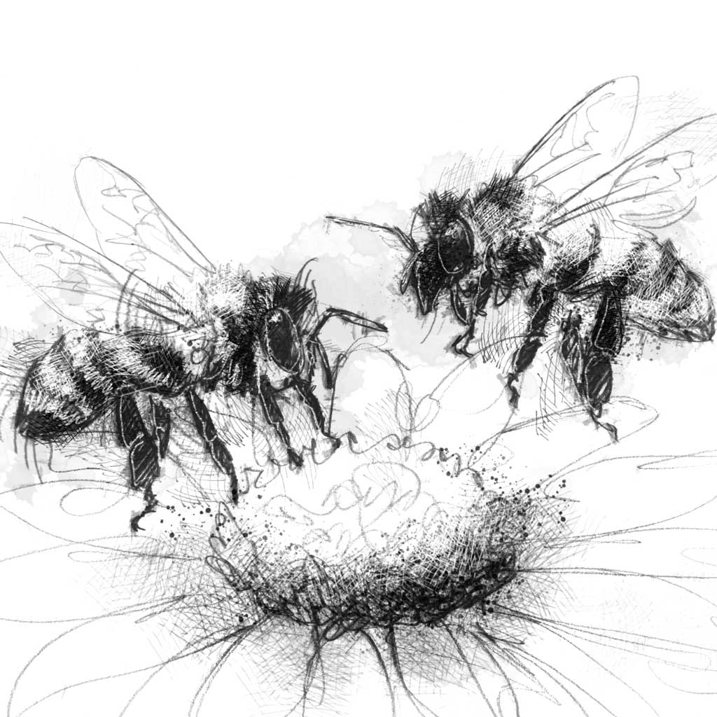 Honeybees - BW Sketch