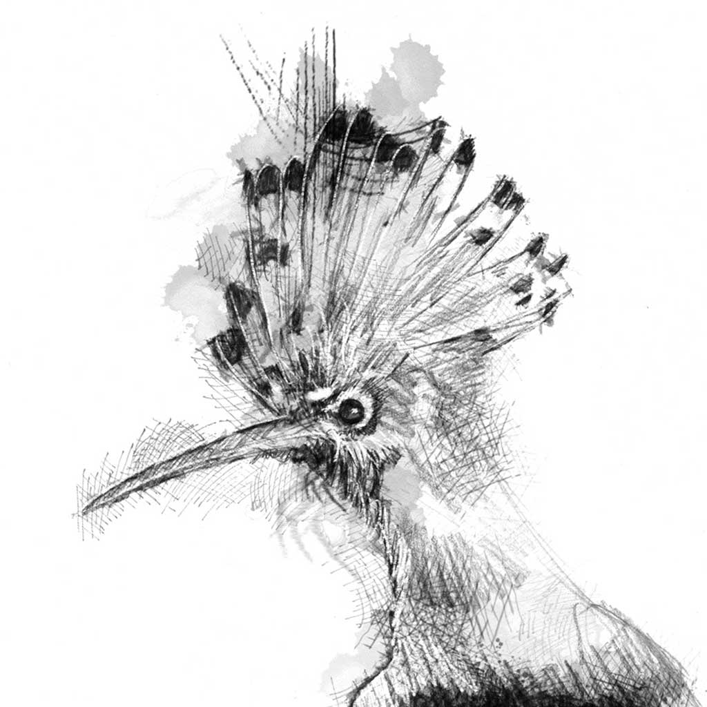 Hoopoe