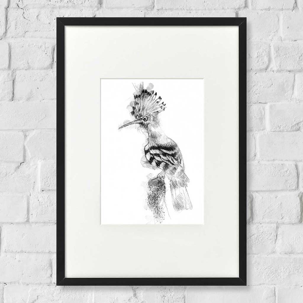 Hoopoe