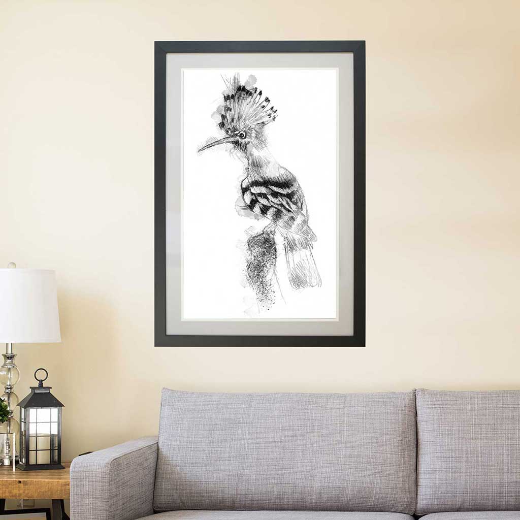 Hoopoe