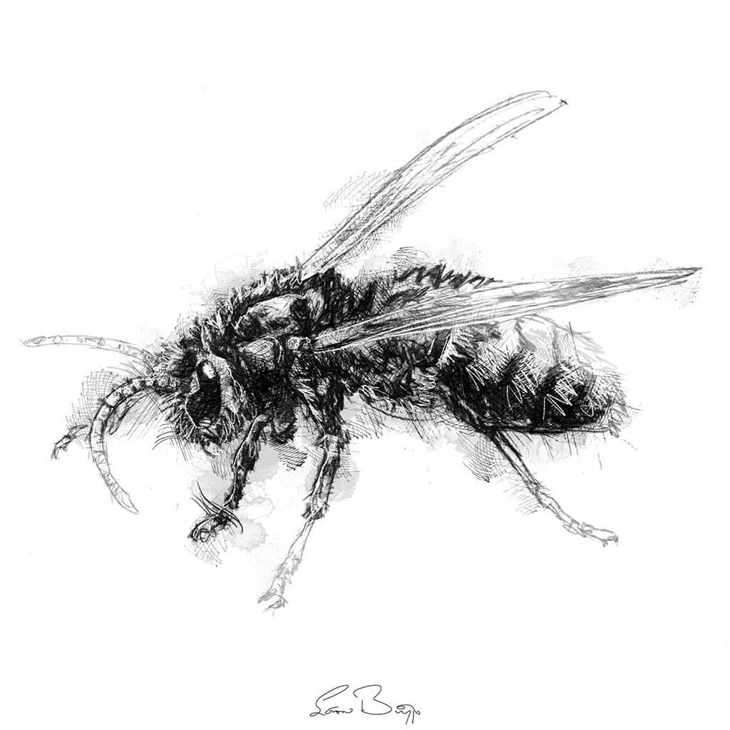 Hornet