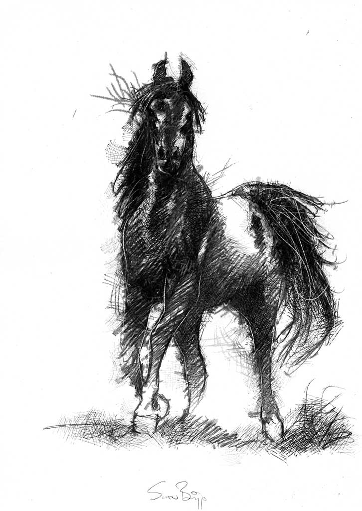 Stallion
