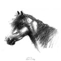 Pony