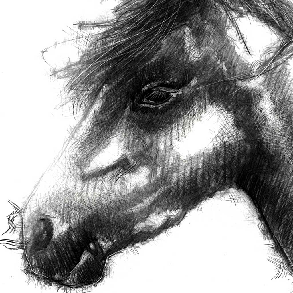 Pony