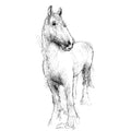 Horses trust Heath