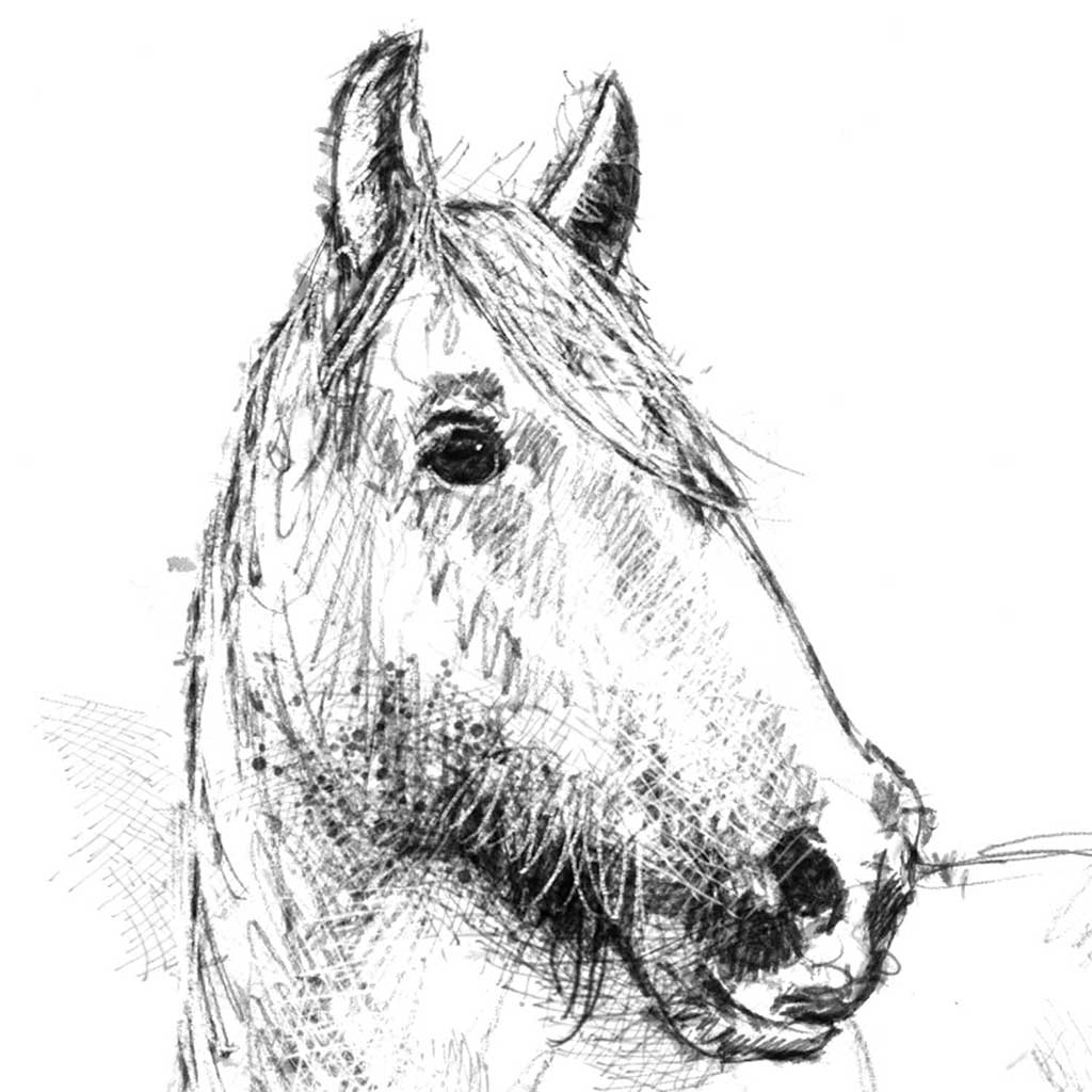 Horses trust Heath