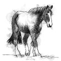 Horses trust Rivington