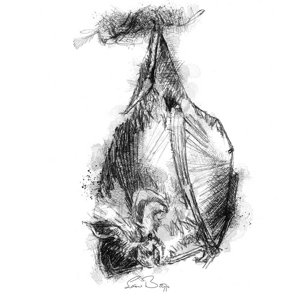 Horseshoe bat