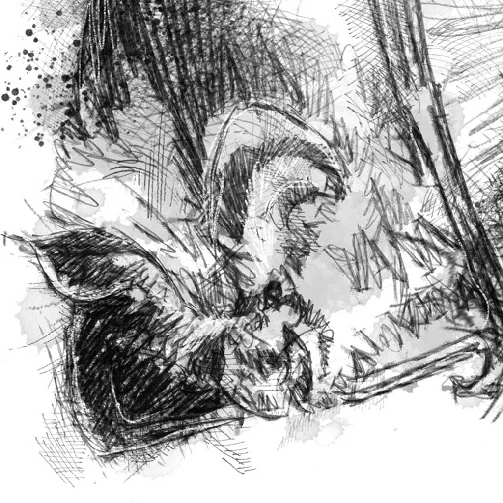 Horseshoe bat