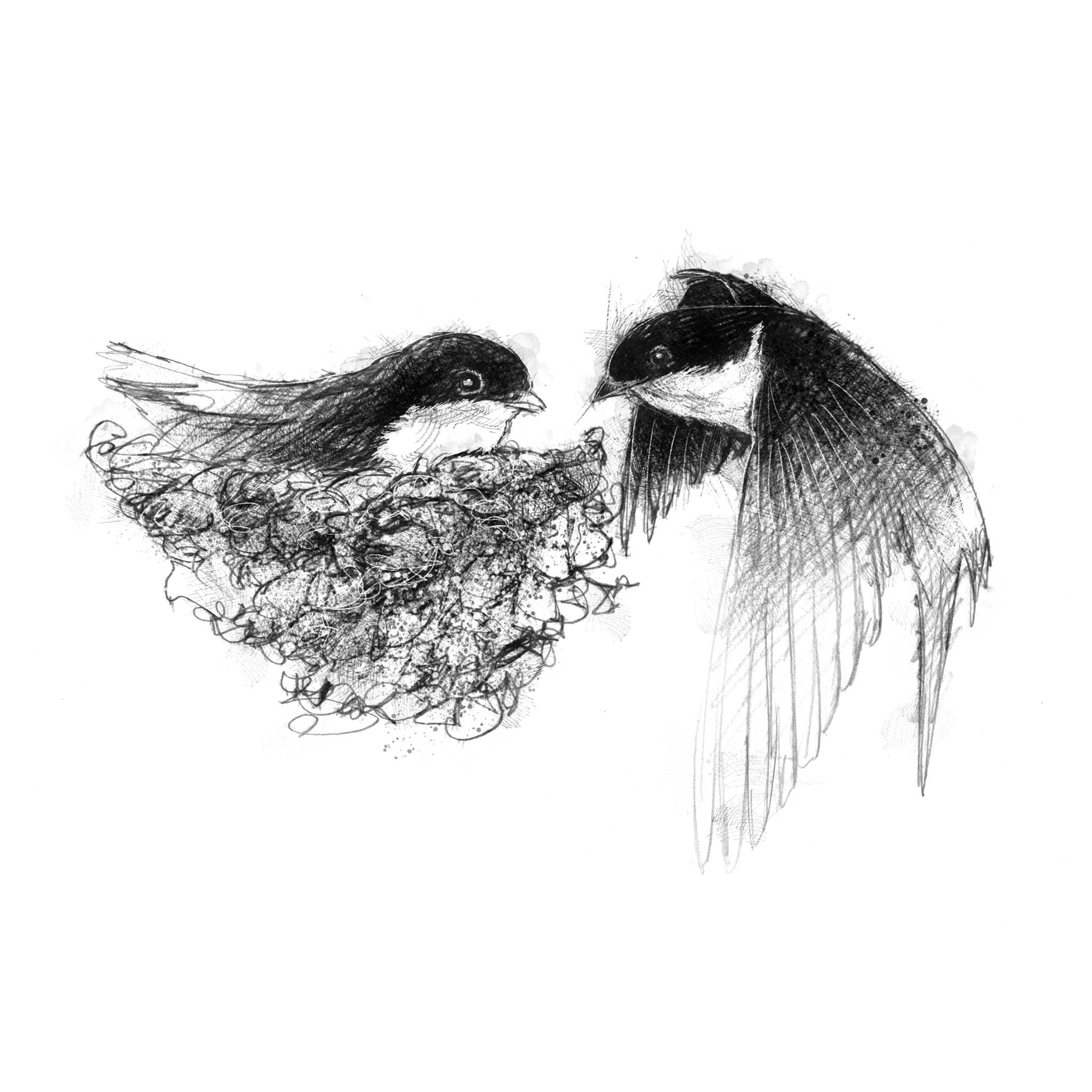 House martins - BW Sketch
