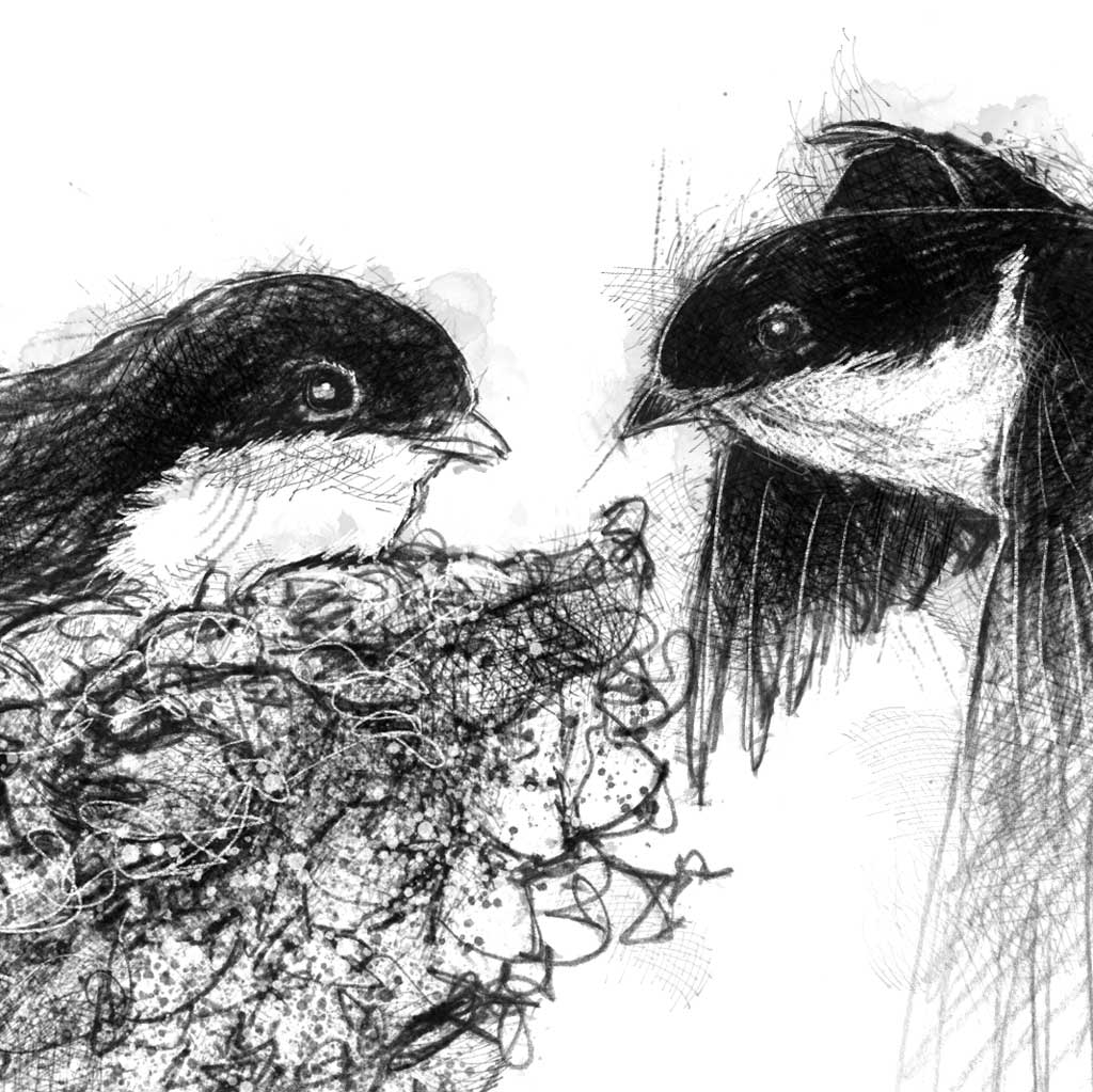 House martins - BW Sketch