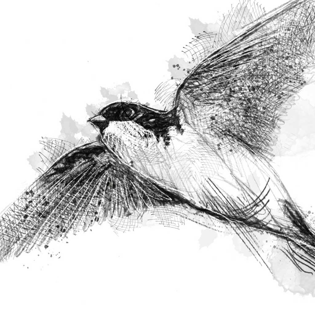 House martin
