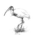 Glossy ibis