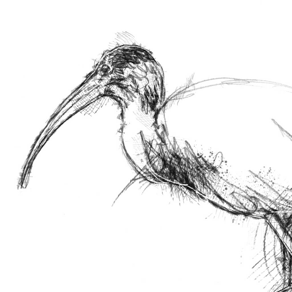 Glossy ibis