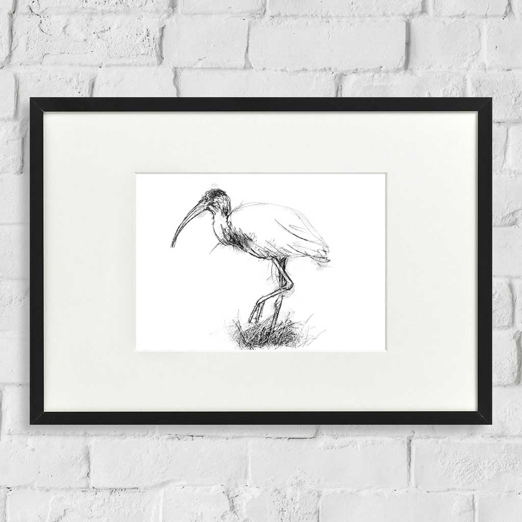 Glossy ibis