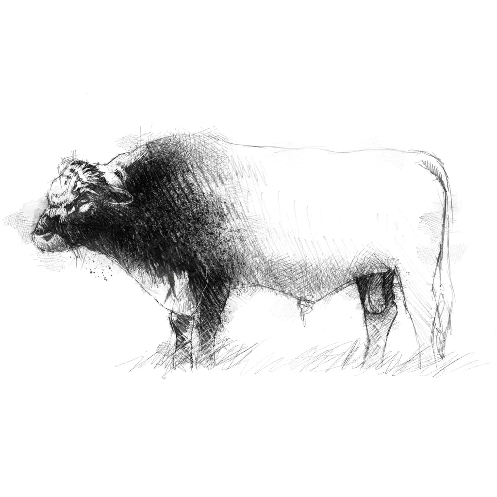 Irish moiled bull - BW Sketch