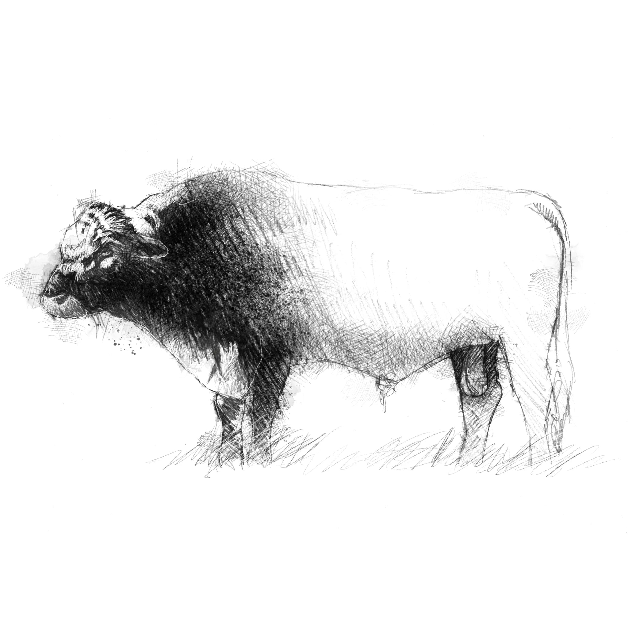 Irish moiled bull - BW Sketch
