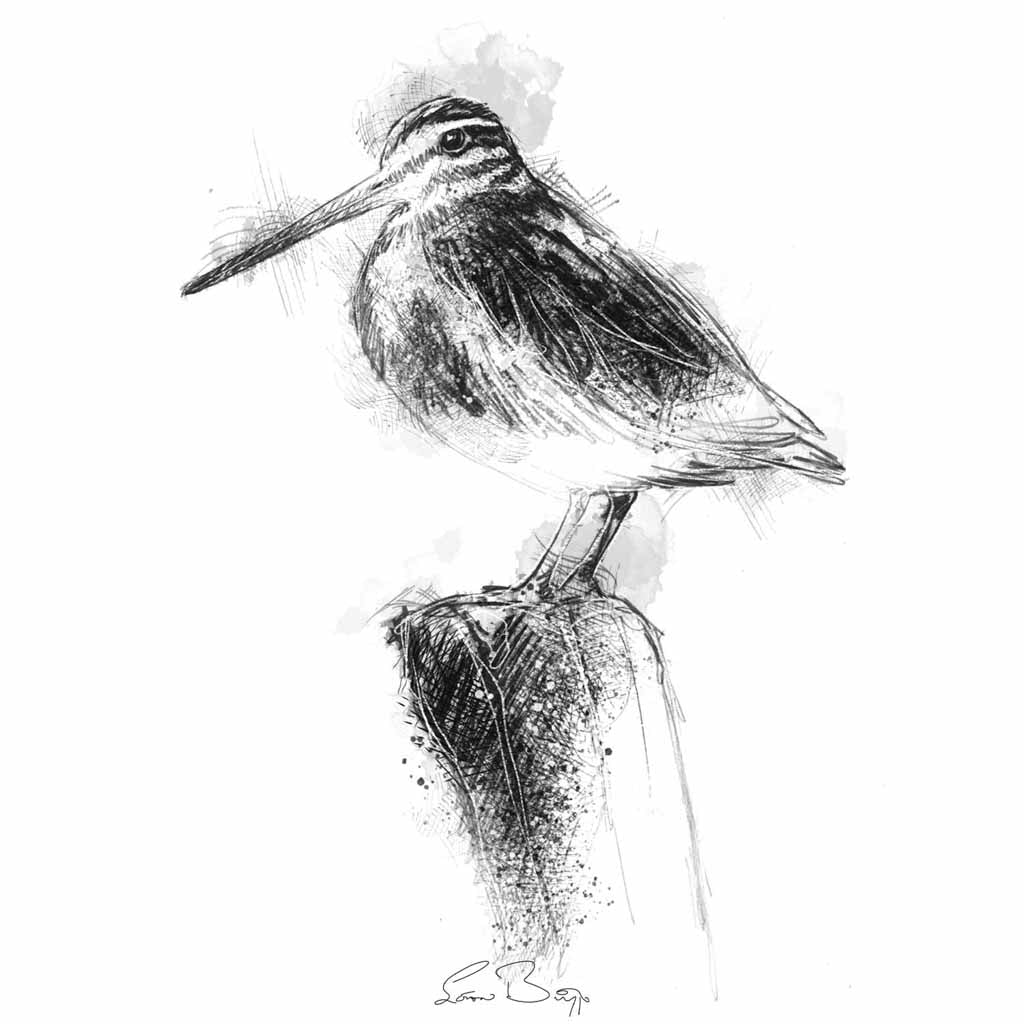 Jack snipe