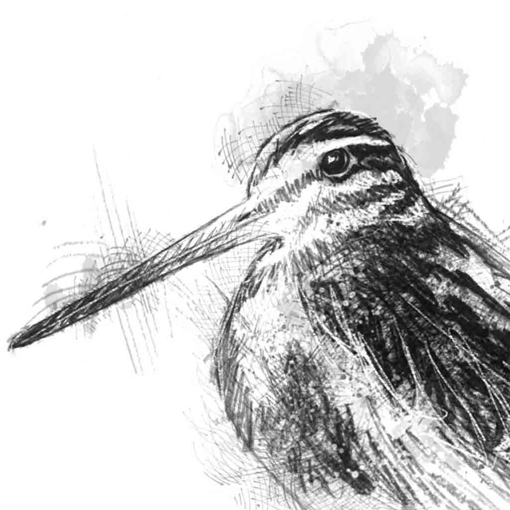 Jack snipe