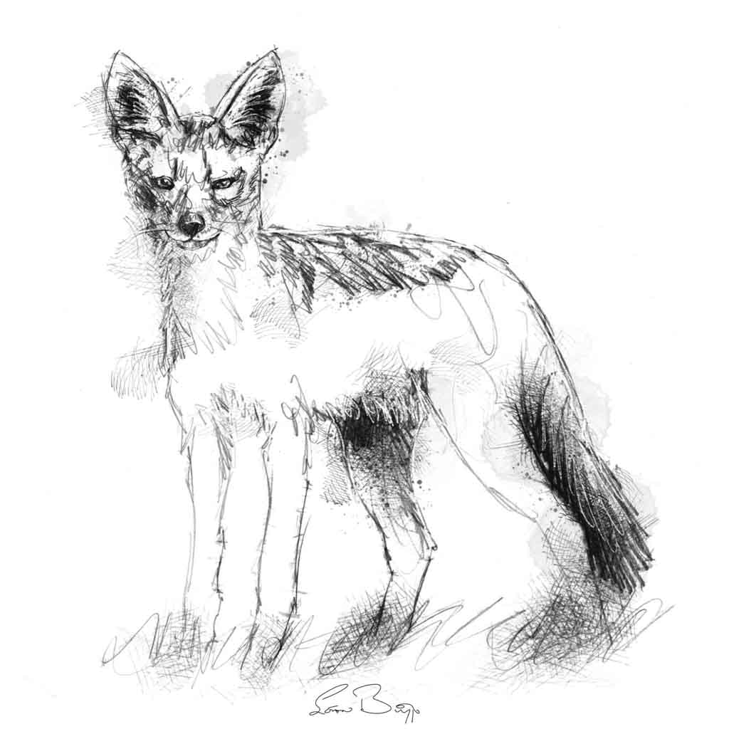 Jackal sketch