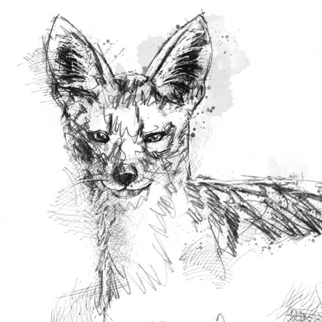 Jackal sketch