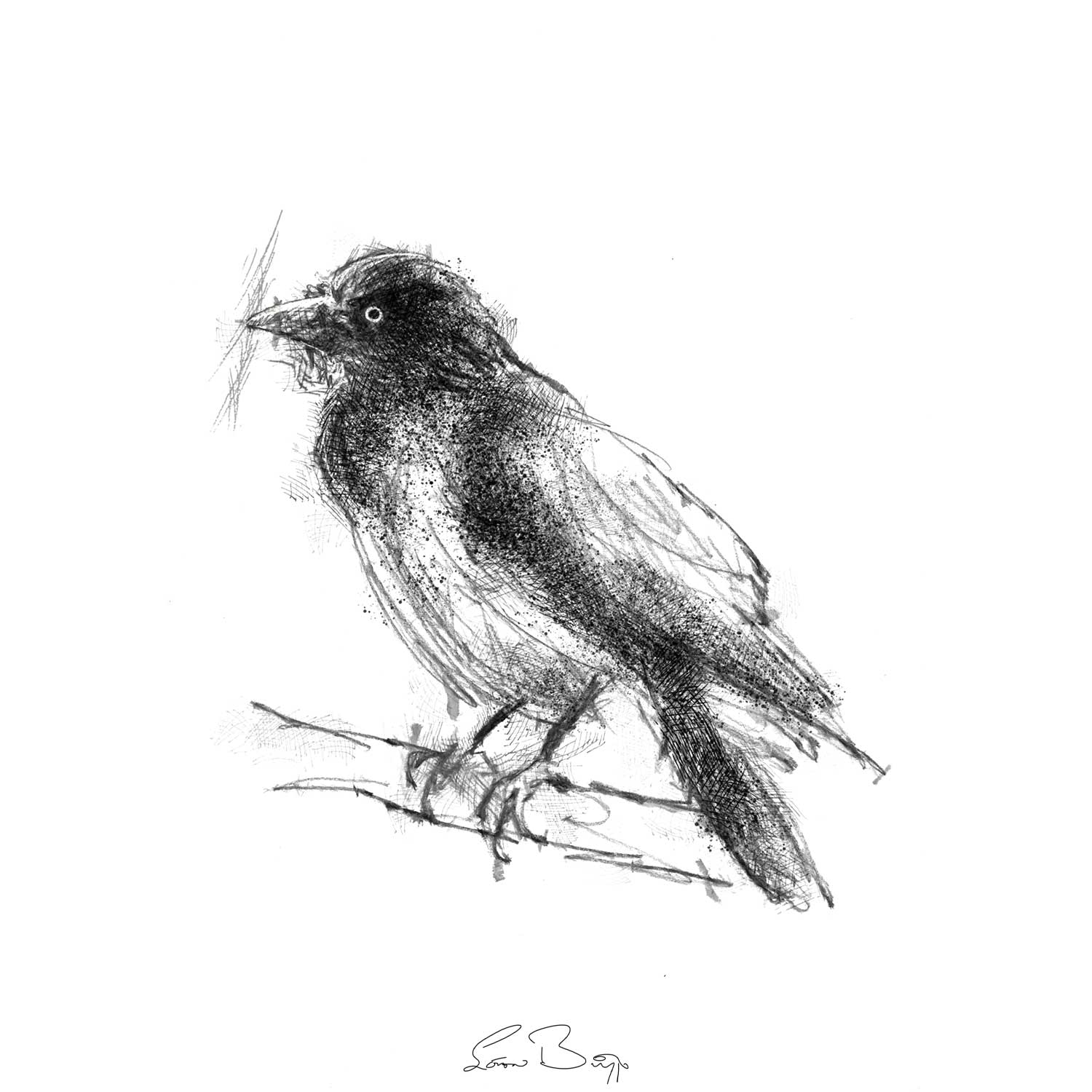 Jackdaw