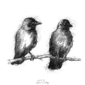 Jackdaws