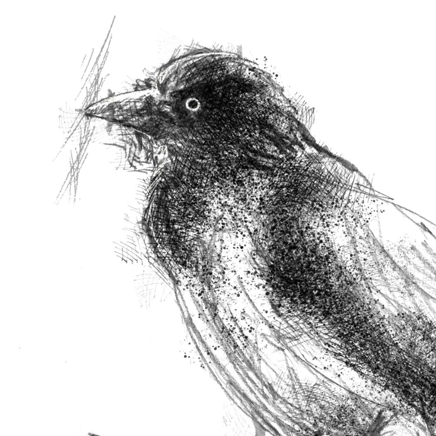 Jackdaw