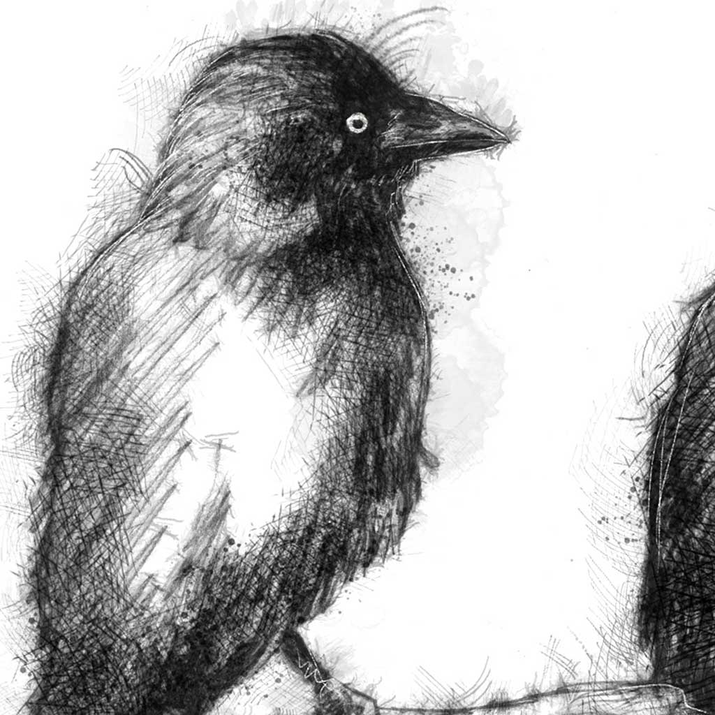 Jackdaws